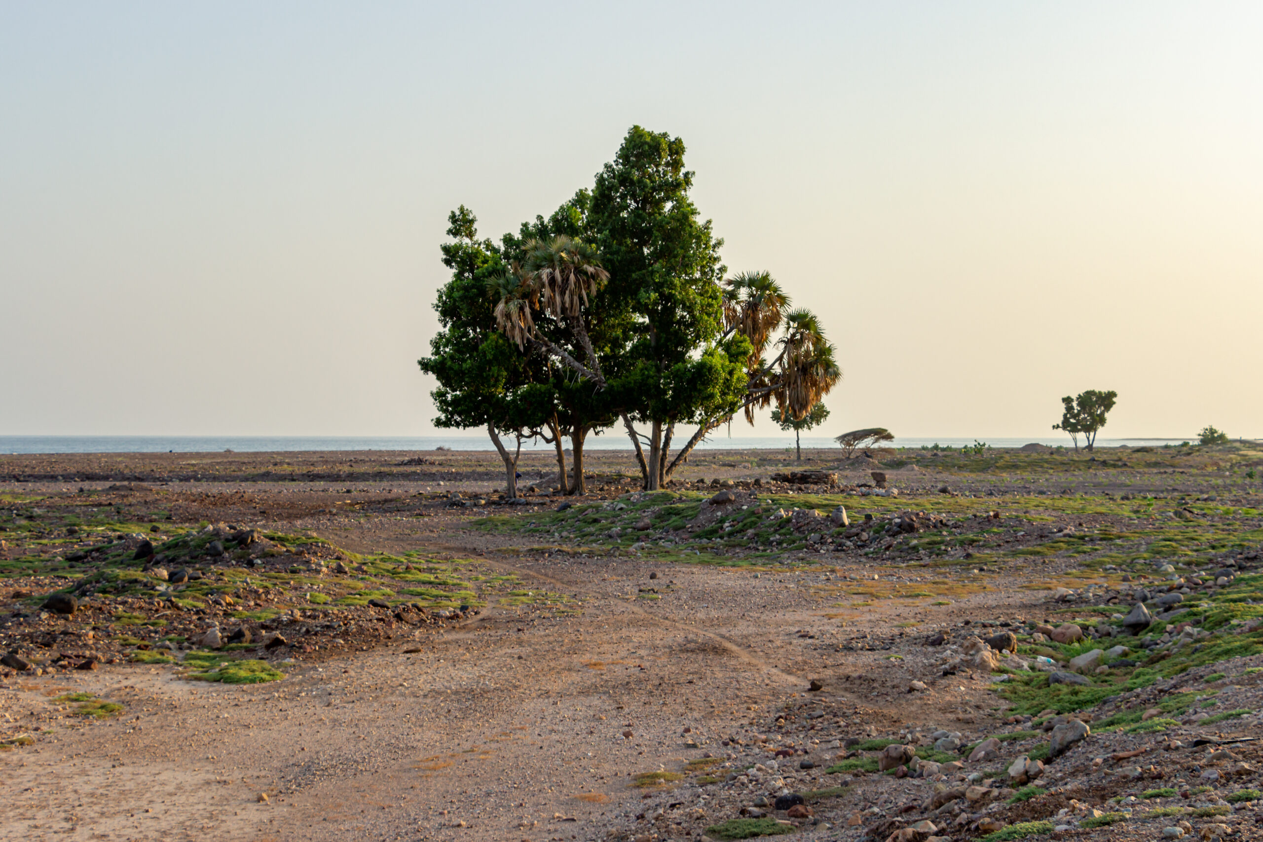 Tales of the Djibouti By Camille Massida